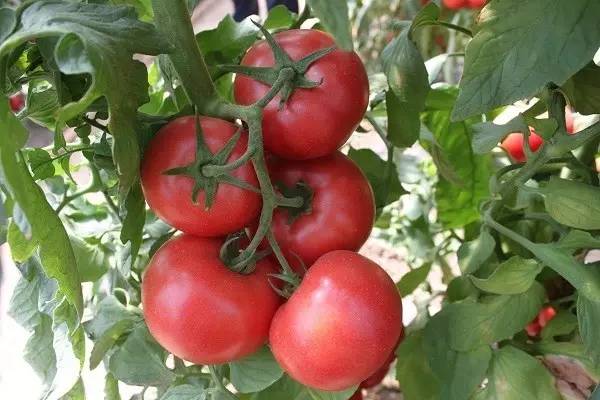 先正达24大蔬菜新品种,先正达蔬菜新品种