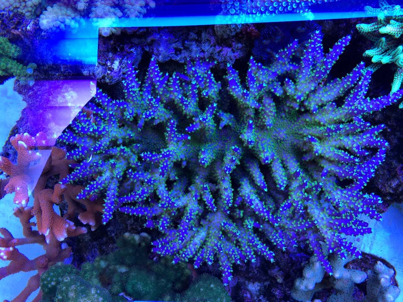 自来水+SPS+屌丝=？