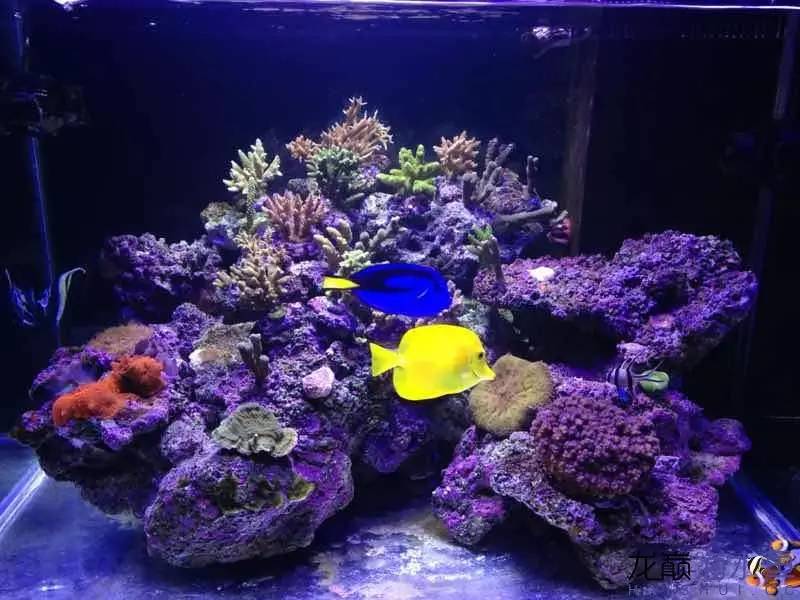 自来水+SPS+屌丝=？