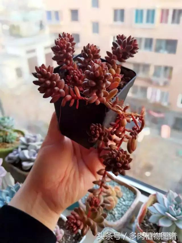 入坑半年的经历,入坑五个月总结