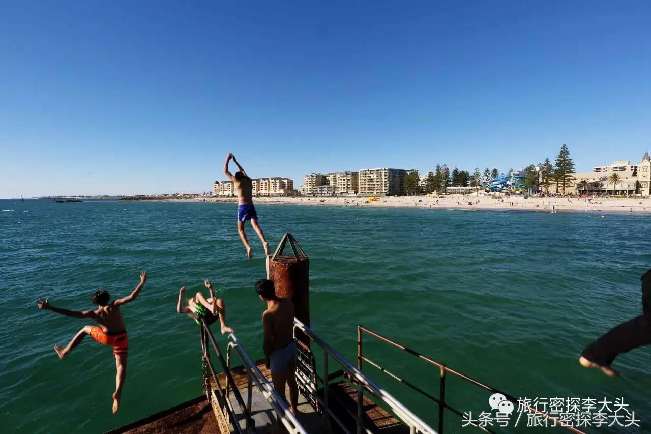 中国哪里可以抱考拉,全球哪里可以抱考拉