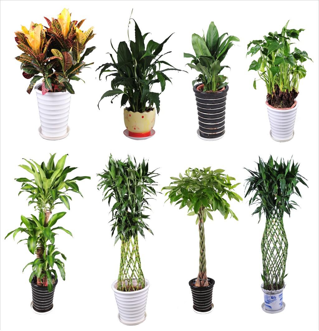 送你一棵发财树来年财源滚滚来,财源滚滚来适合种什么发财树