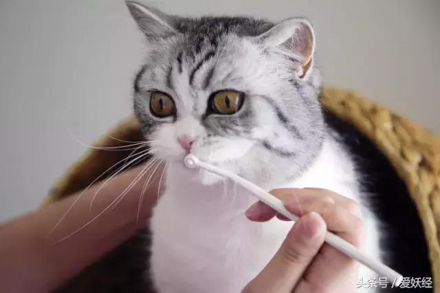 热门网红猫咪牙刷测评,猫咪牙刷测评红黑榜