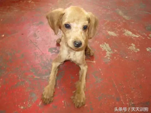 狗狗胎毛剃光多久能长出来,狗狗胎毛剃光造型