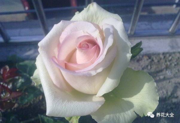 最美最高端的30款月季 (十种绝美的月季)