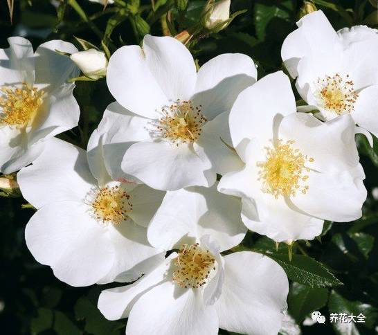 最美的十款月季品种推荐 (十种绝美的月季)