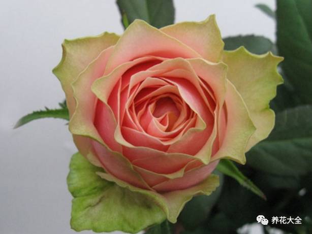 最美最高端的30款月季 (十种绝美的月季)