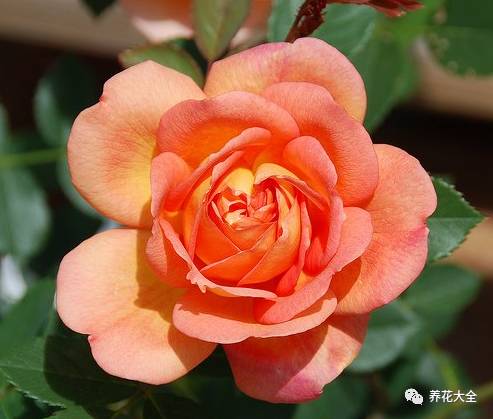 最美的十款月季品种推荐 (十种绝美的月季)