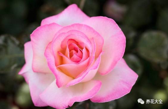 最美最高端的30款月季 (十种绝美的月季)