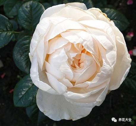 最美最高端的30款月季 (十种绝美的月季)