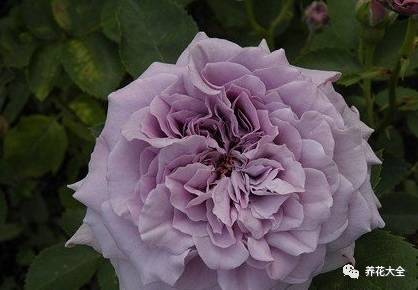 最美最高端的30款月季 (十种绝美的月季)