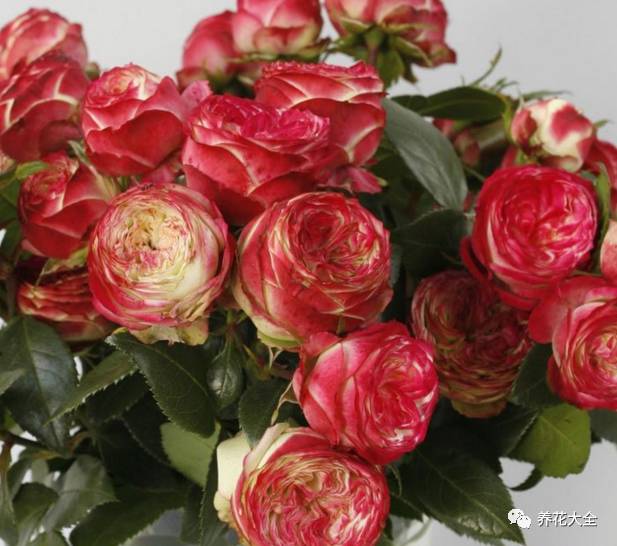 最美最高端的30款月季 (十种绝美的月季)