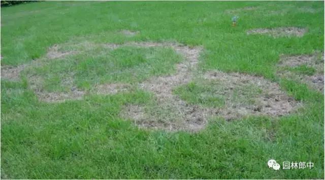 草坪什么时候浇水可以避免病害,高尔夫球场草坪容易生哪些病害