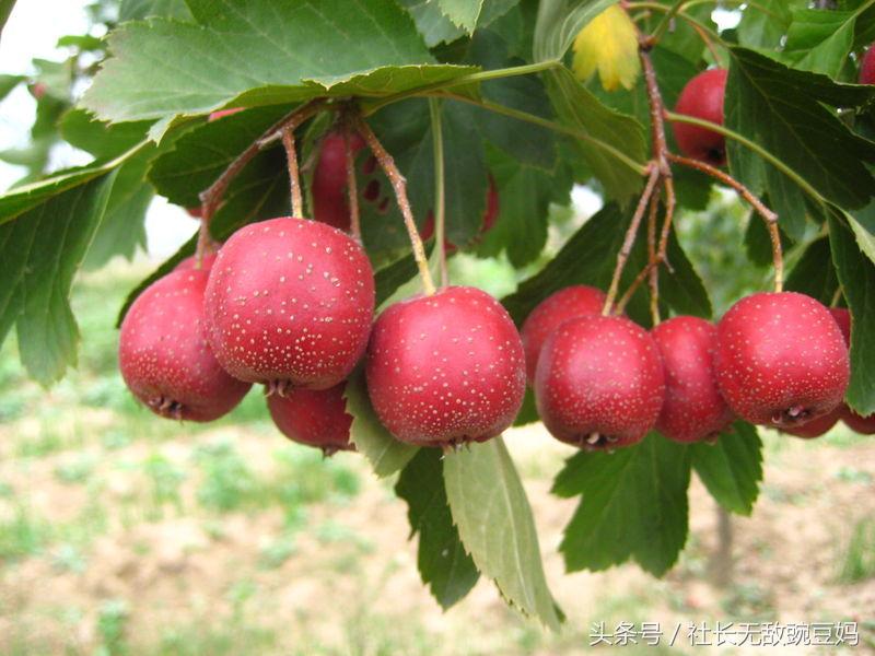 孕早期绝对不能吃的食物,孕早期你吃的零食