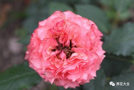 最美最高端的30款月季 (十种绝美的月季)