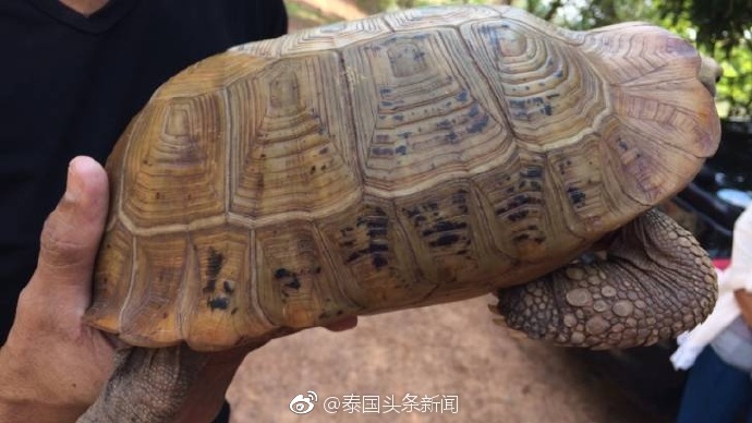 泰国乌隆府发现神奇的“崇迪龟” 佛牌商登门开出50万高价