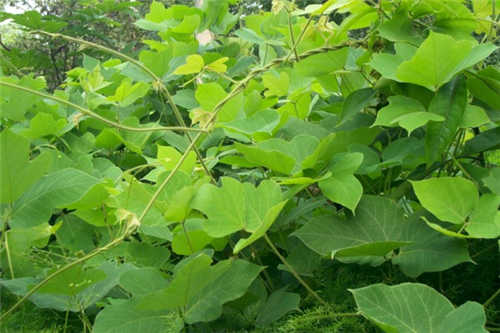 这种植物是血管的天然支架,可惜网上那些包装高档的都是假货!