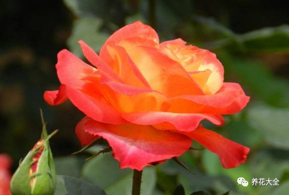 最美最高端的30款月季 (十种绝美的月季)