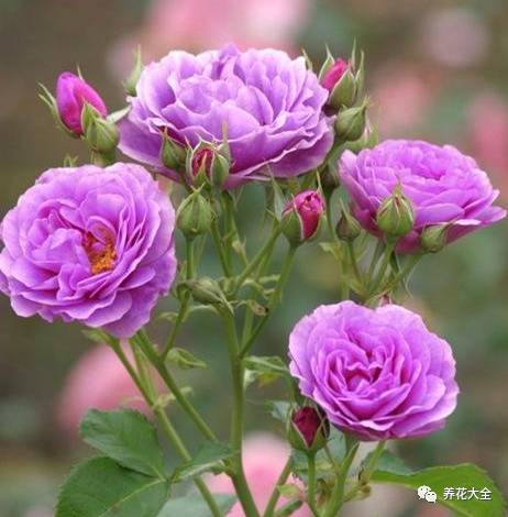 最美最高端的30款月季 (十种绝美的月季)