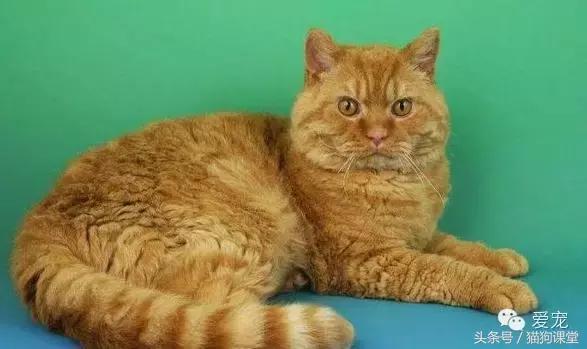 世界名猫排名前十名,世界十大名猫排行榜