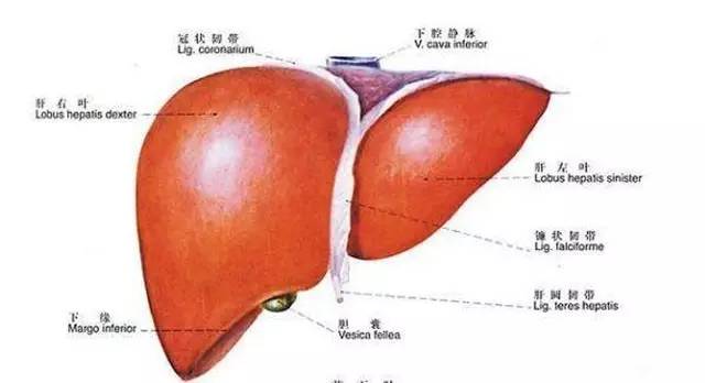 腿肿从中医来讲是啥原因,站时间长腿肿是什么原因