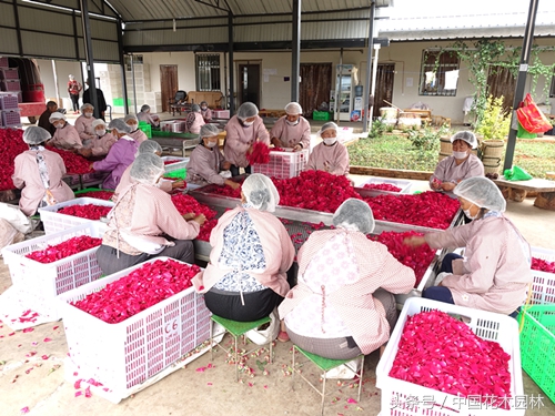 云南有机食用玫瑰种植基地,云南食用玫瑰