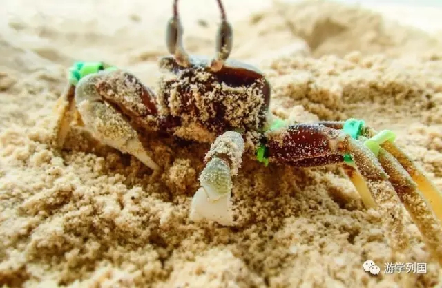 泰国旅行不一样的泰国风情,2024泰国游学之旅