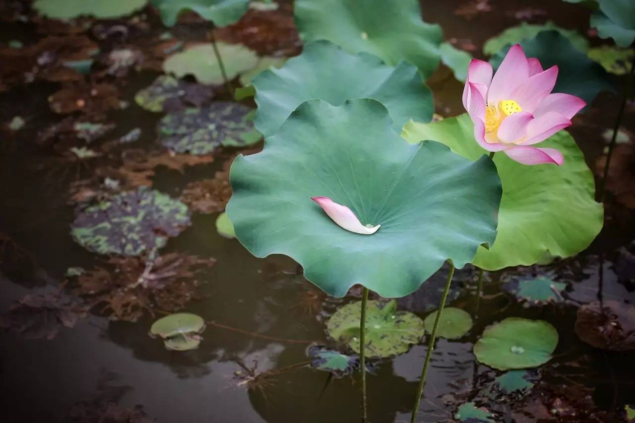 徐千雅彩云之南西双版纳,彩云之南云南西双版纳景色
