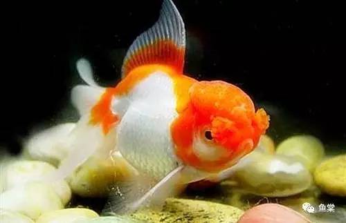 什么品种金鱼适合玻璃缸养,金鱼最好养的是什么品种