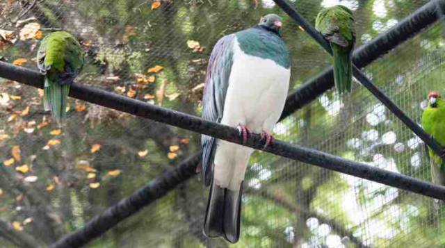 世界上有一种鸟永远不会落地,这世界上有一种鸟笨鸟先飞