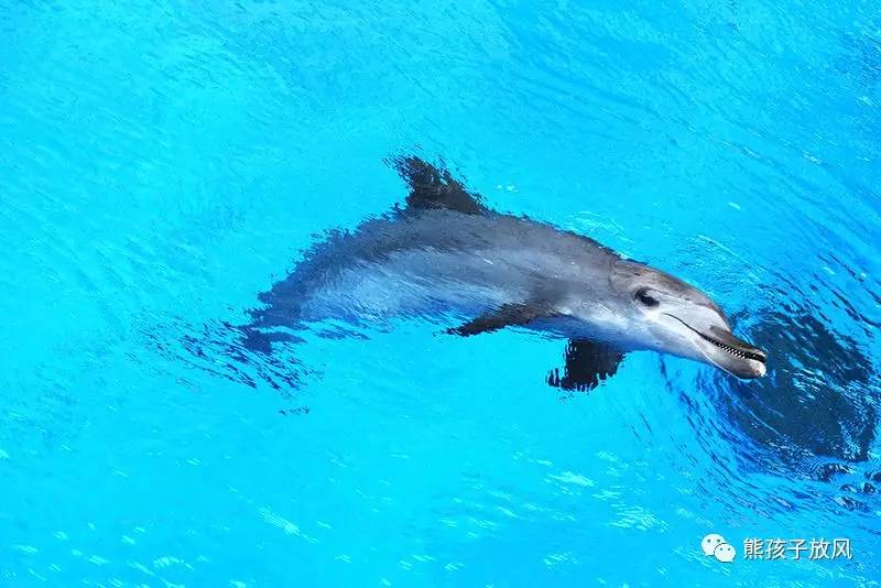 珠海长隆带孩子性价比游玩攻略,跨年珠海长隆海洋王国攻略最新