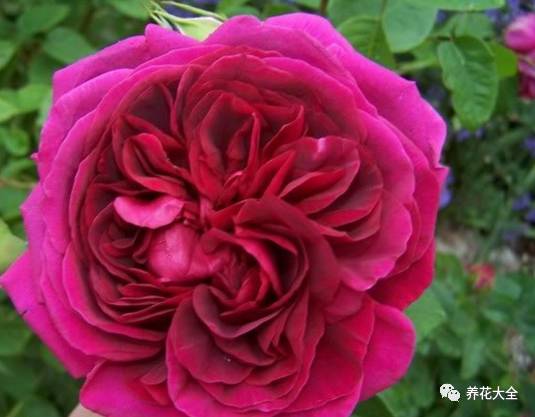 最美最高端的30款月季 (十种绝美的月季)