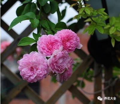 最美最高端的30款月季 (十种绝美的月季)