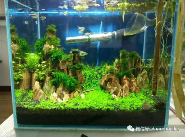 入多肉坑那些年踩过的误区,自从入了多肉坑