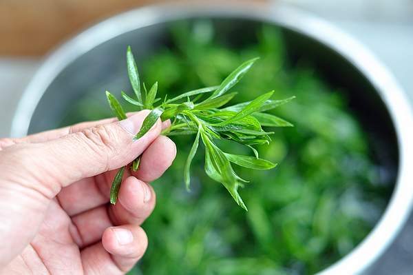 农村能吃的“笤帚”，嫩苗是野味，老来扫净民间万古尘