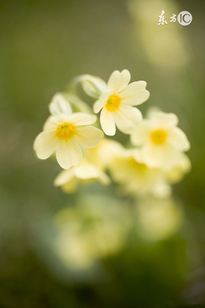 糖尿病病人如何使用胰岛素,糖尿病患者首选什么麻醉药