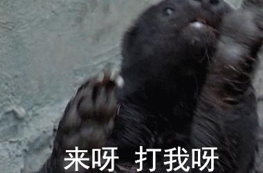 动物蜜獾的好斗史,蜜獾的习性特征