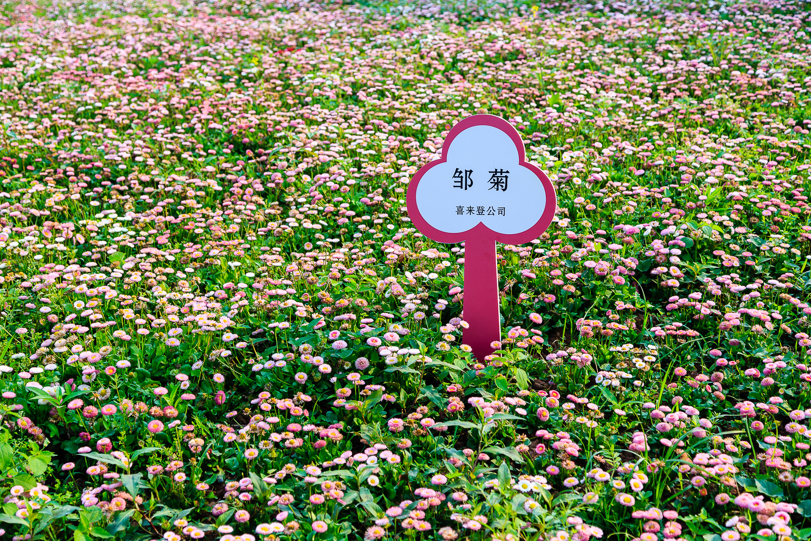 杨梅小镇简介,杨梅小镇的杨梅几月成熟