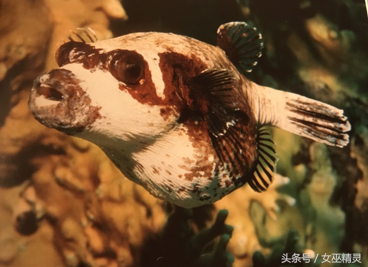 人类的牙都会换吗,人类的牙齿会全部掉光吗