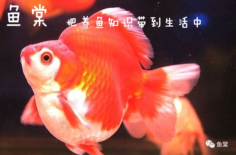 什么品种金鱼适合玻璃缸养,金鱼最好养的是什么品种