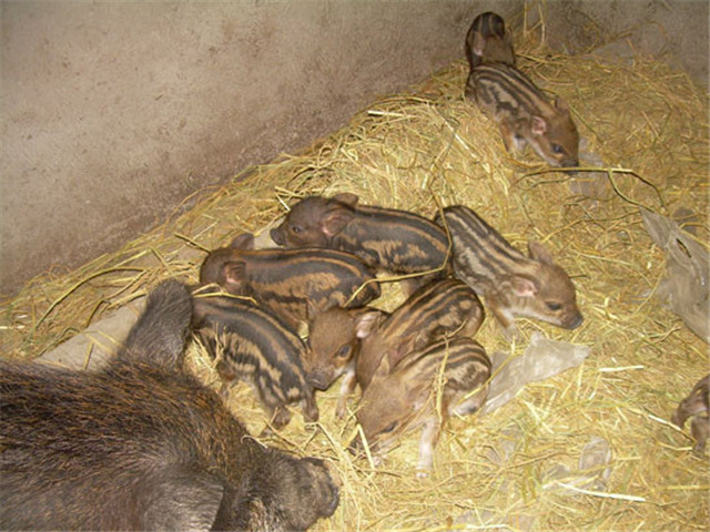 野猪养殖技术大全,野猪养殖新技术新方法