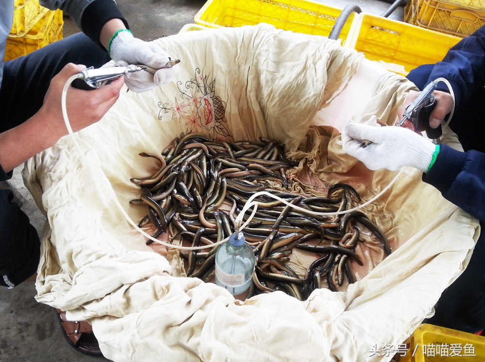 各种泥鳅苗哪家便宜,2024泥鳅苗批发价格多少钱一斤