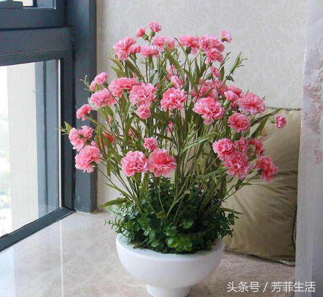 母亲节你还在送康乃馨么,母亲节送康乃馨要多少朵