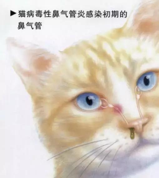 猫咪得了猫鼻支在家吃什么药,猫咪得了猫鼻支用什么药最好