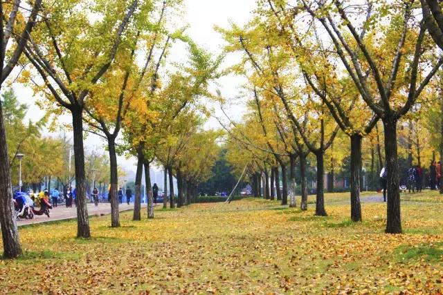 汉语言文学读研是什么体验,汉语言文学就读感受