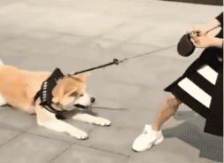 狗狗不愿意回家,狗狗出去遛不愿意回家