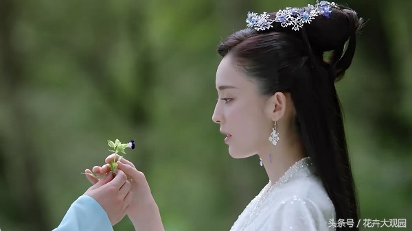 发财树吃多了竟然可以升仙？导演，我读书少你不要骗我！