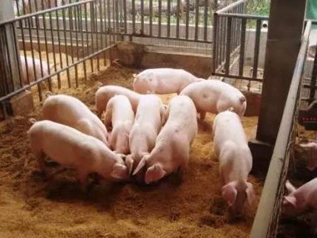 猪得了口蹄疫究竟能否治好？选对方法才能药到病除！