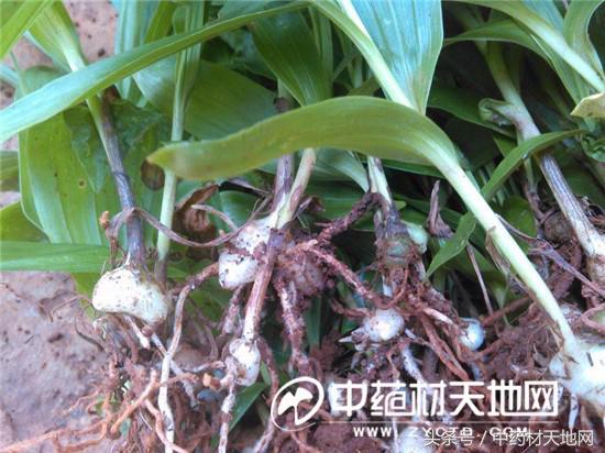 云南蒙自家种白及突破死苗陷阱，长势良好！