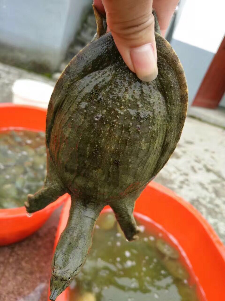 千岛湖甲鱼纯野生甲鱼,全国最大的甲鱼养殖基地在哪里